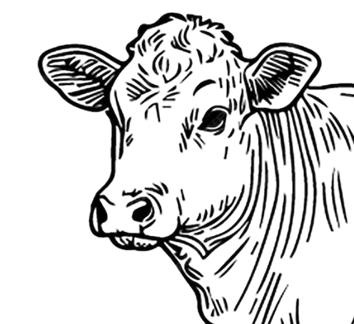 Colis de viande limousine veau