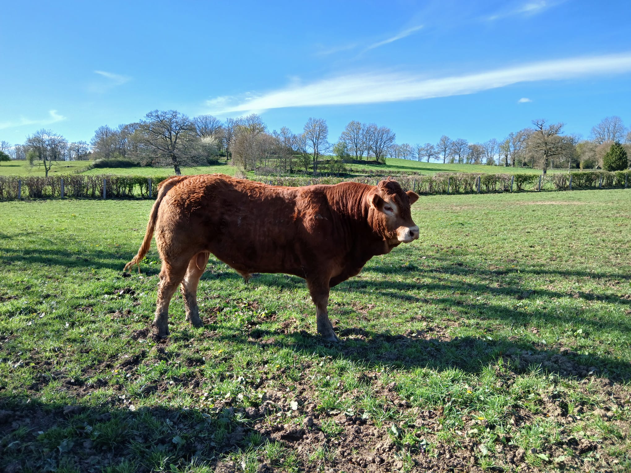 Contact la ferme de muriel et xavier pour commander de la viande bovine fraiche
