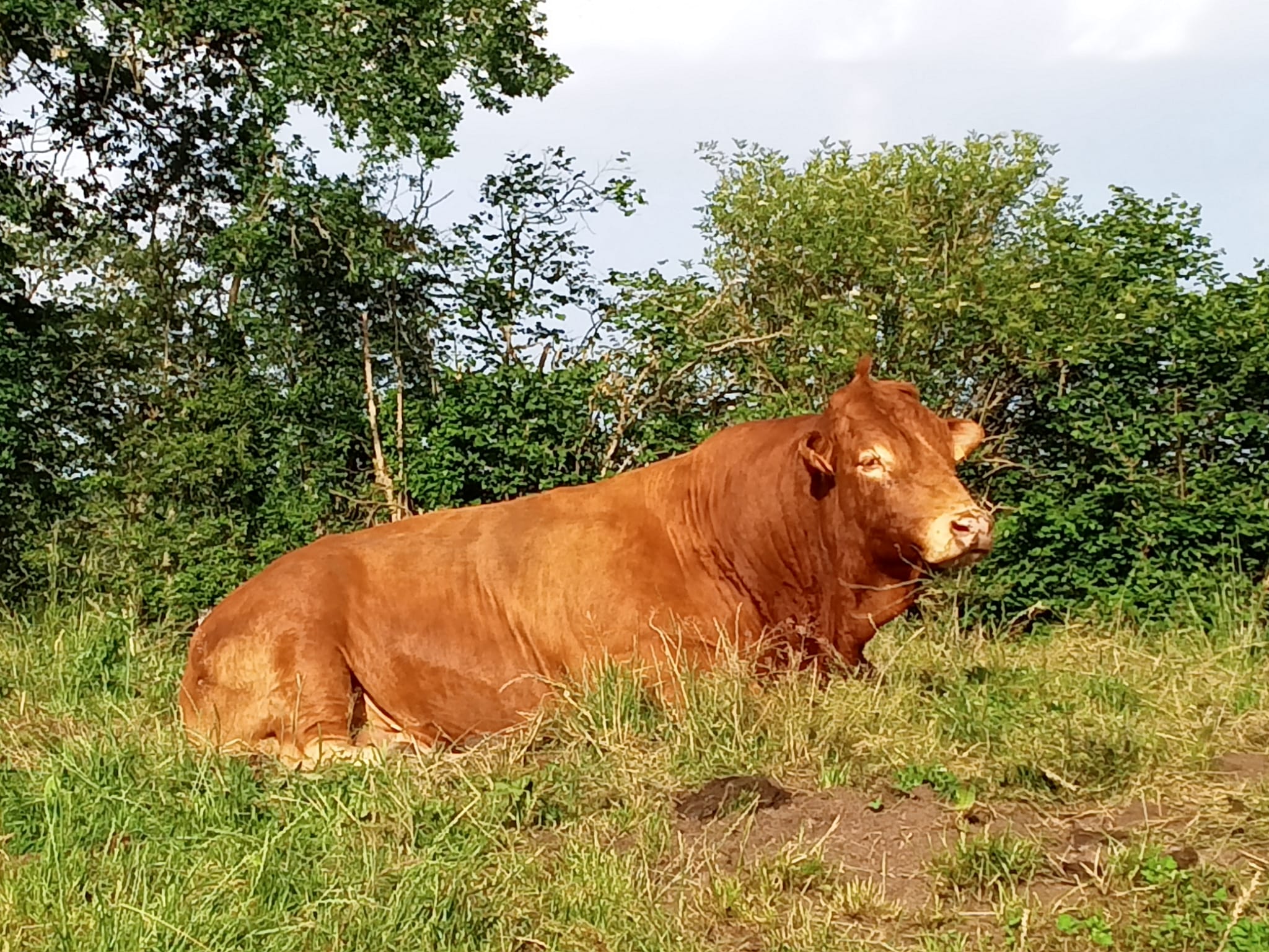 Vente de viande limousine au détail ou en colis à la ferme de Muriel et Xavier qui se situe dans la Creuse à saint bard.